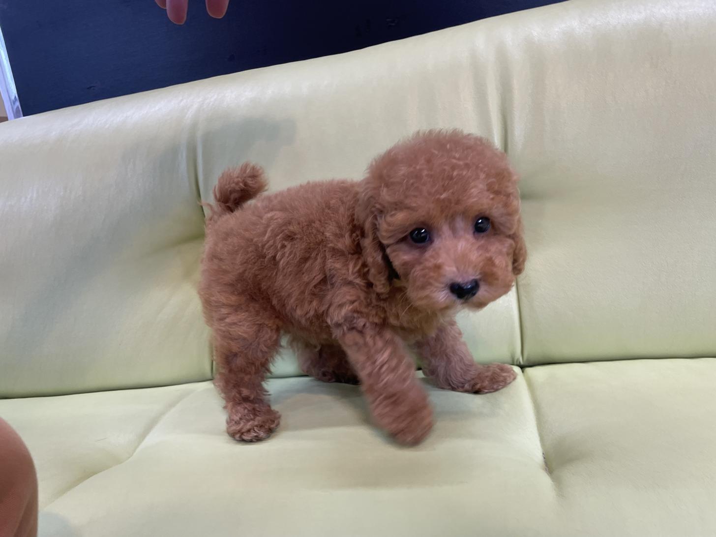 神奈川県のタイニープードル (Puppyカフェ/2025年5月22日生まれ/男の子/レッド)の子犬の2枚目の画像