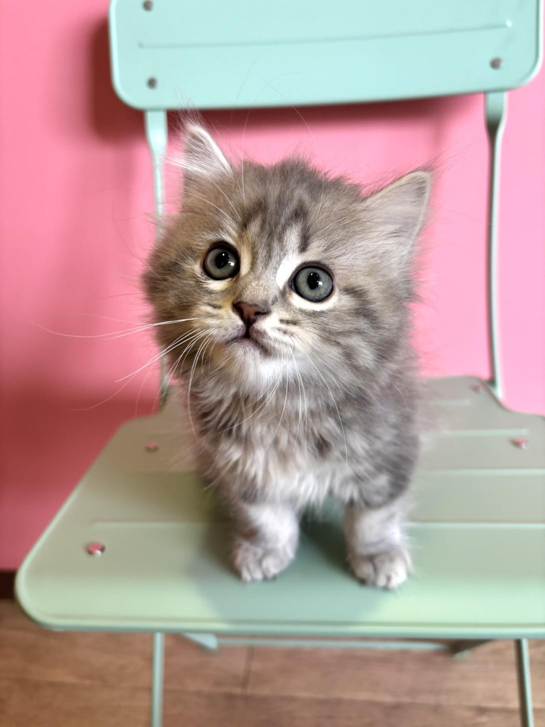 埼玉県のマンチカン (ペッツスマイル南中野店/2026年2月13日生まれ/女の子/ブルークリームホワイト)の子猫の1枚目の画像