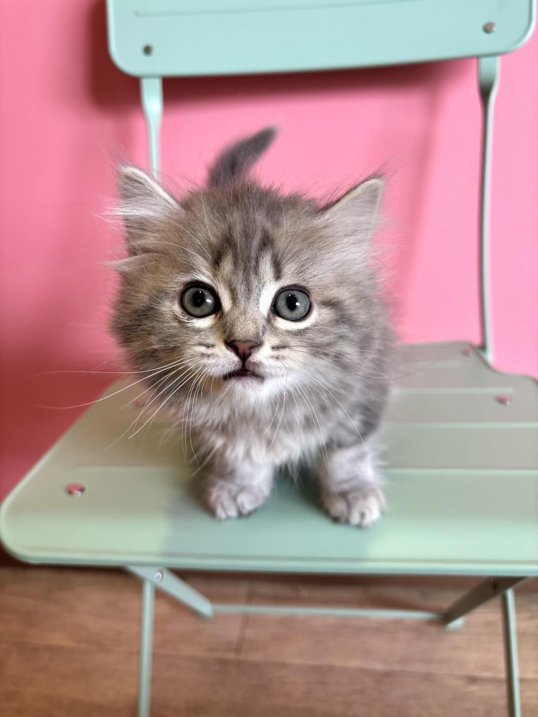 埼玉県のマンチカン (ペッツスマイル南中野店/2026年2月13日生まれ/女の子/ブルークリームホワイト)の子猫の2枚目の画像