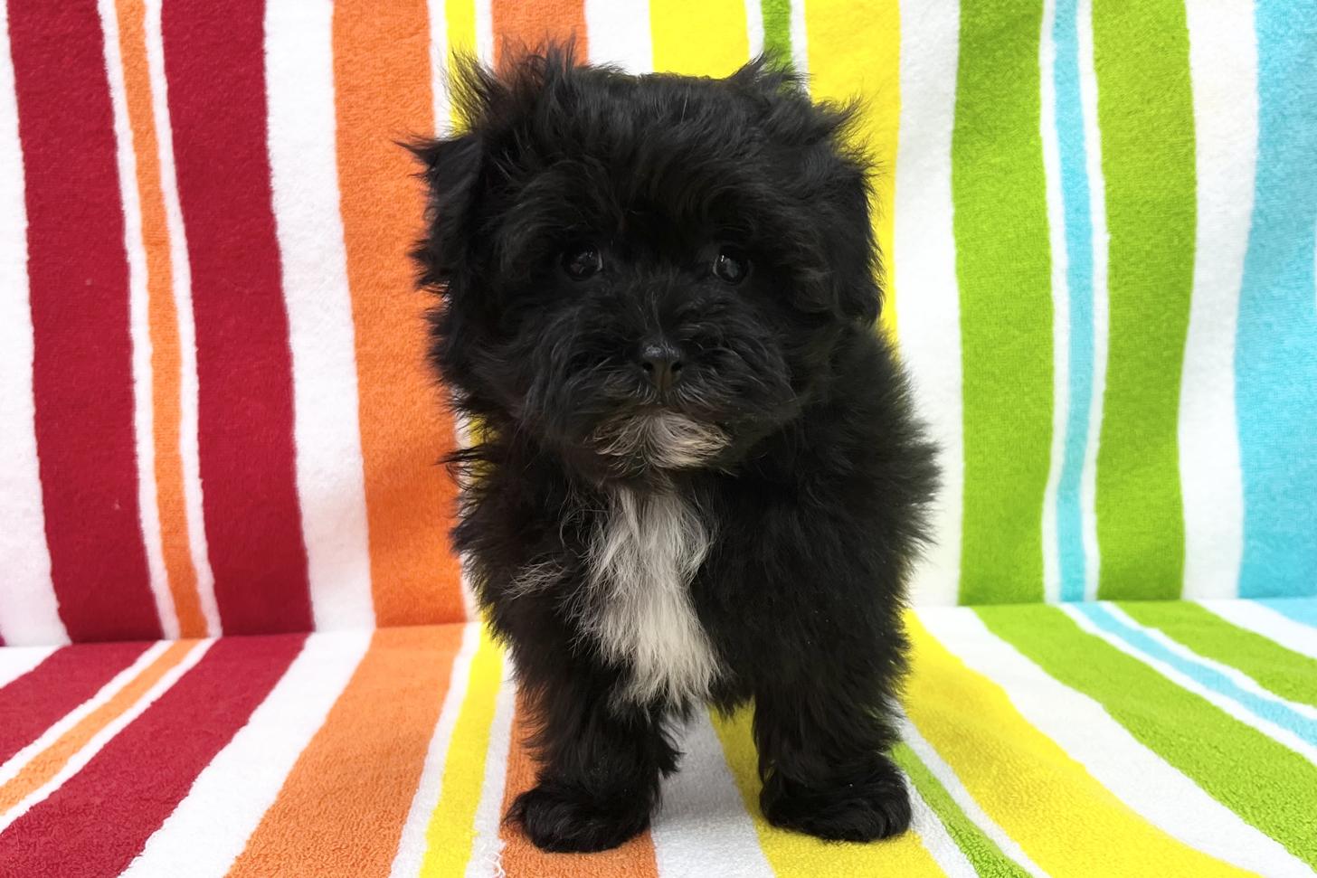 愛知県のマルプー(マルチーズ×プードル) (ハピースペット一宮三条アミーゴ店/2025年12月24日生まれ/男の子/その他色)の子犬の1枚目の画像