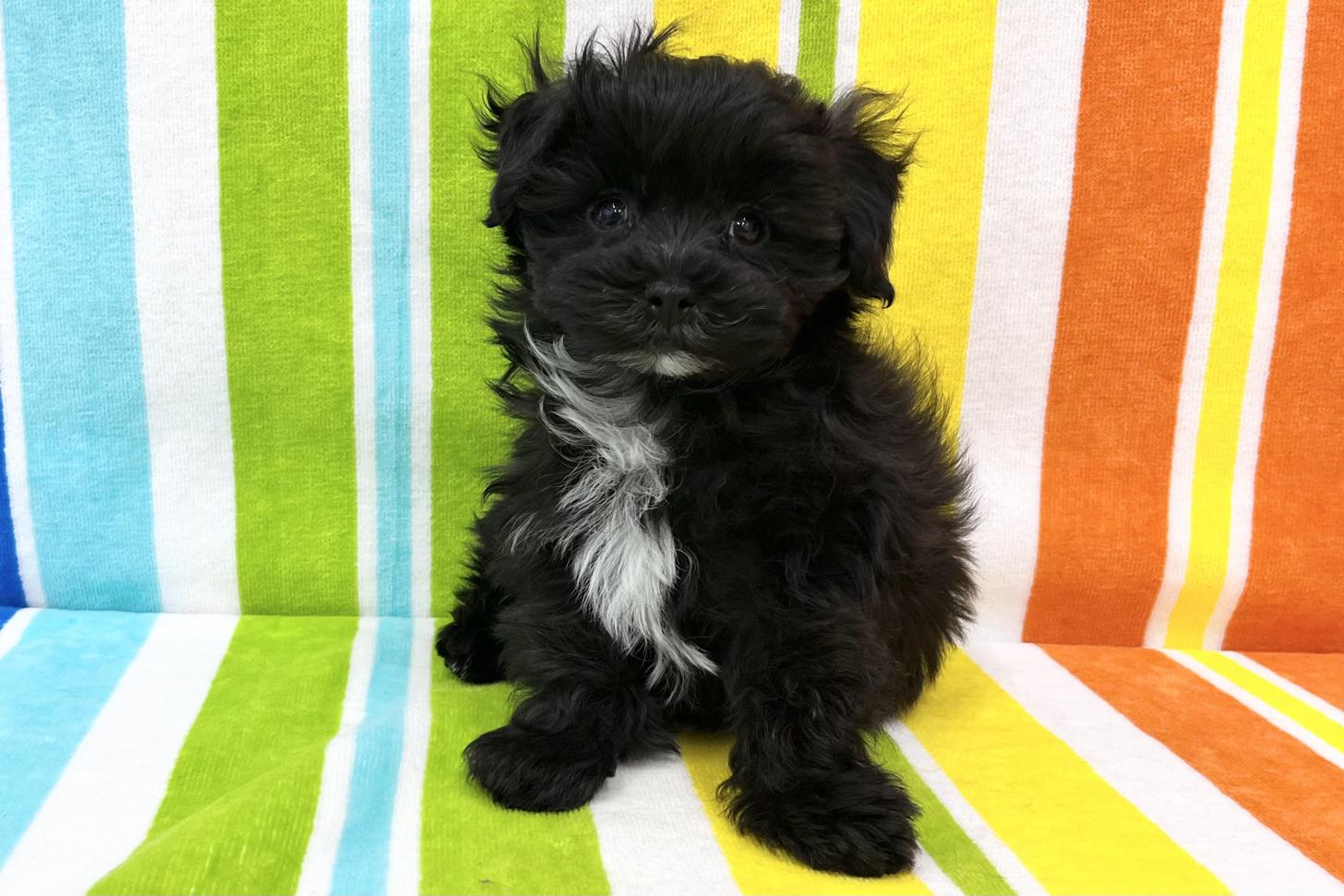 愛知県のマルプー(マルチーズ×プードル) (ハピースペット一宮三条アミーゴ店/2025年12月24日生まれ/男の子/その他色)の子犬の1枚目の画像