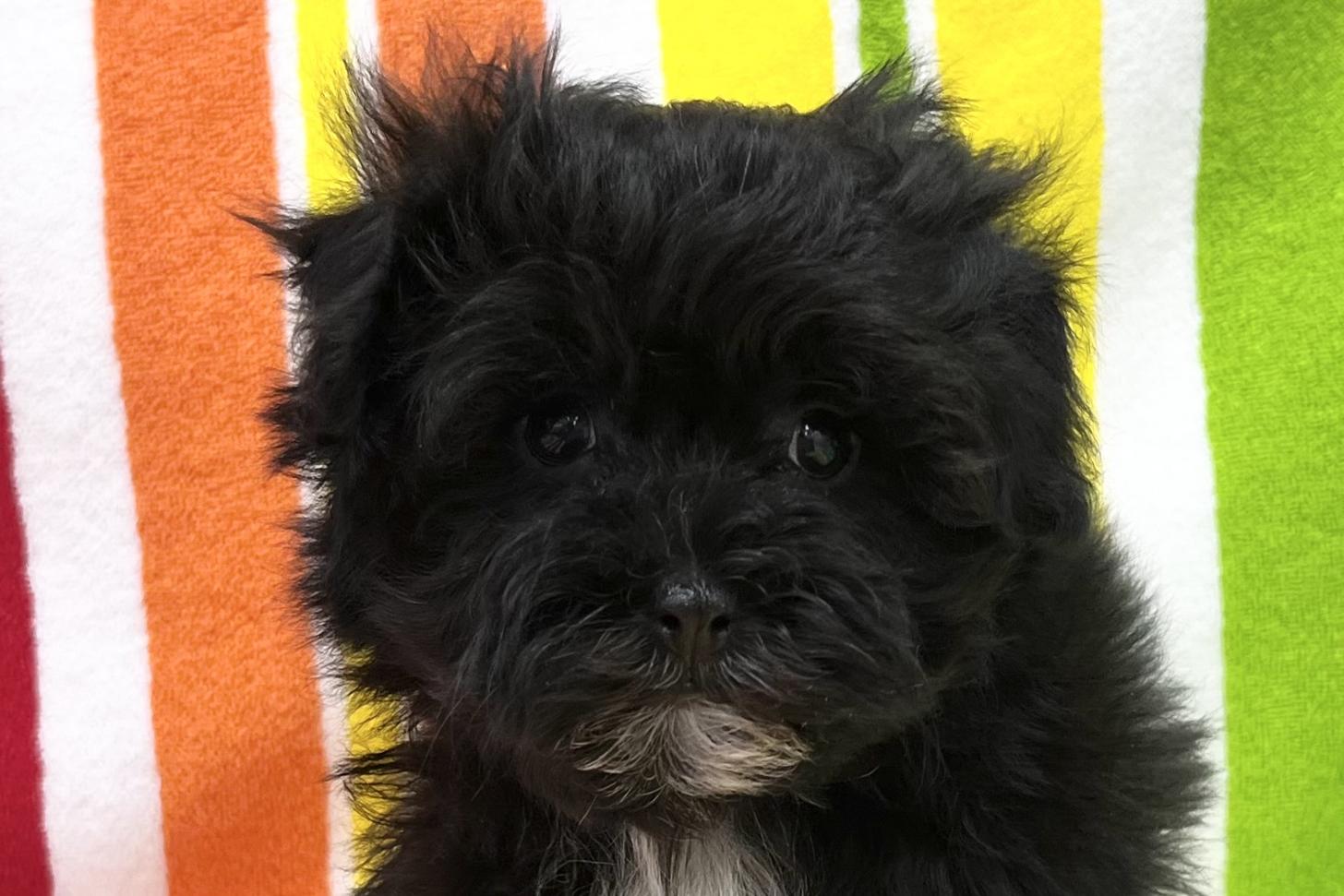 愛知県のマルプー(マルチーズ×プードル) (ハピースペット一宮三条アミーゴ店/2025年12月24日生まれ/男の子/その他色)の子犬の2枚目の画像