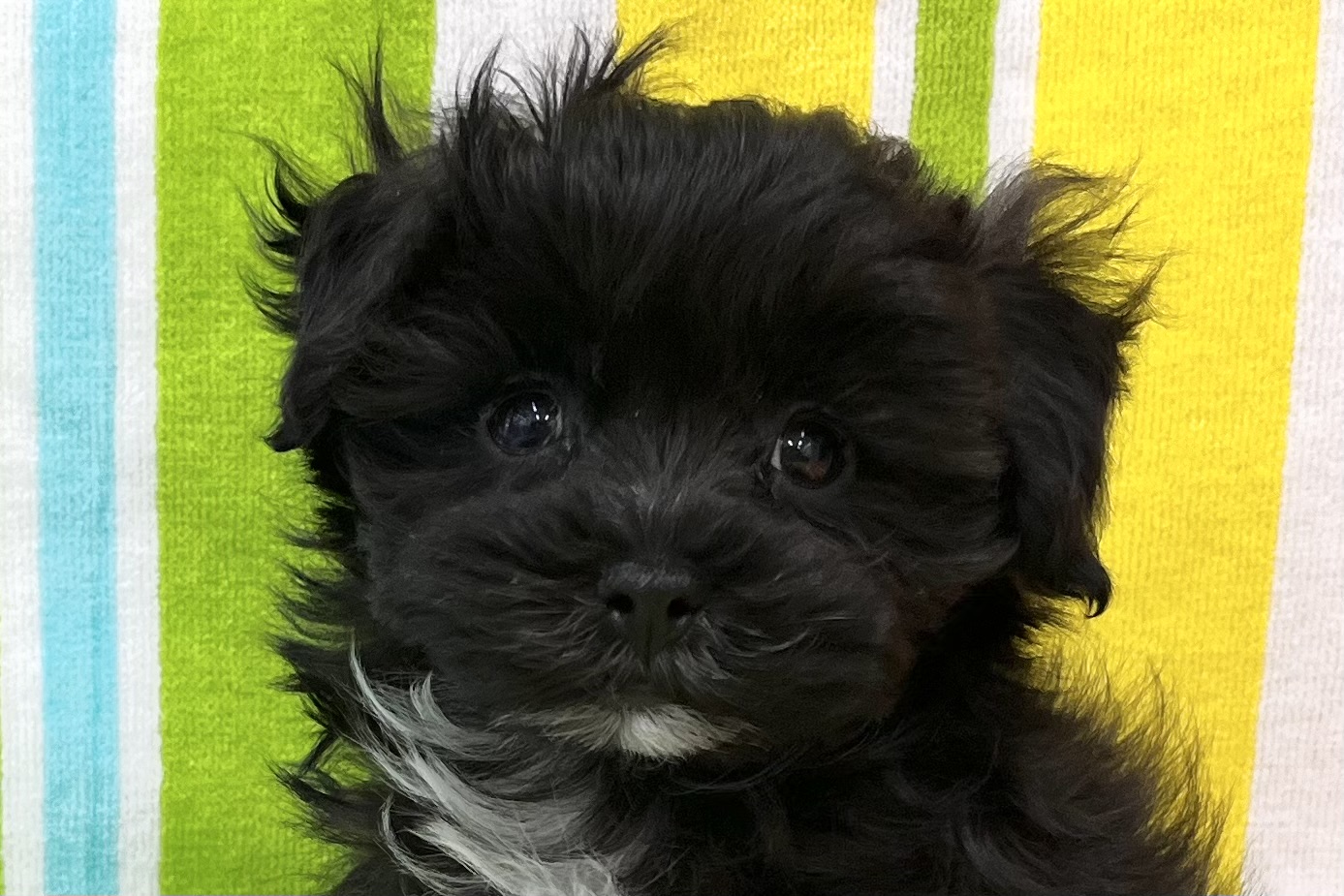 愛知県のマルプー(マルチーズ×プードル) (ハピースペット一宮三条アミーゴ店/2025年12月24日生まれ/男の子/その他色)の子犬の2枚目の画像