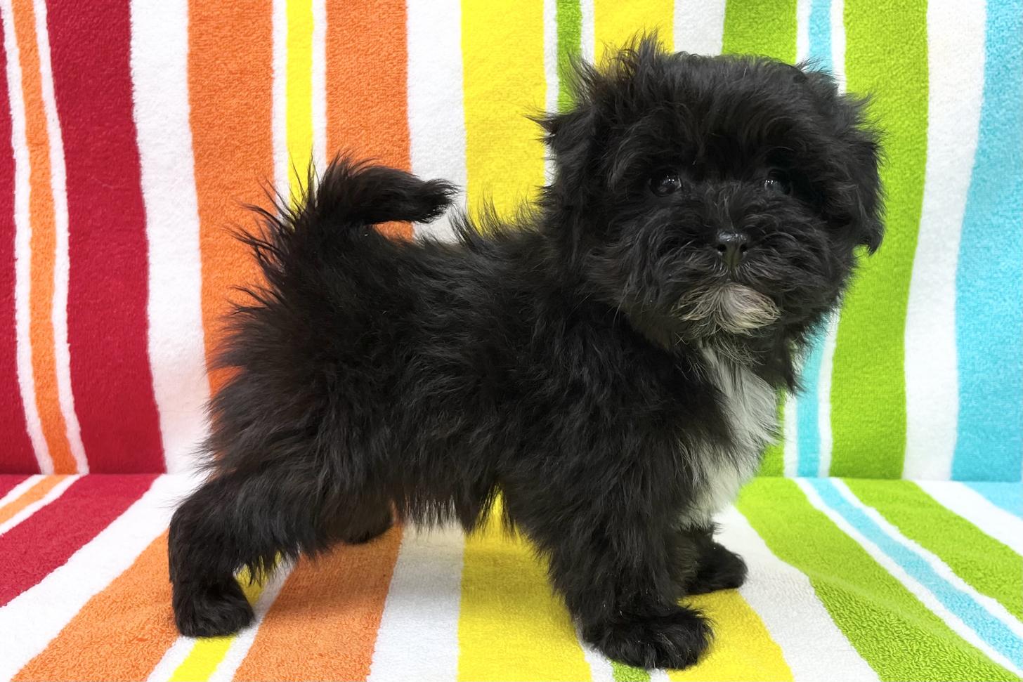 愛知県のマルプー(マルチーズ×プードル) (ハピースペット一宮三条アミーゴ店/2025年12月24日生まれ/男の子/その他色)の子犬の3枚目の画像