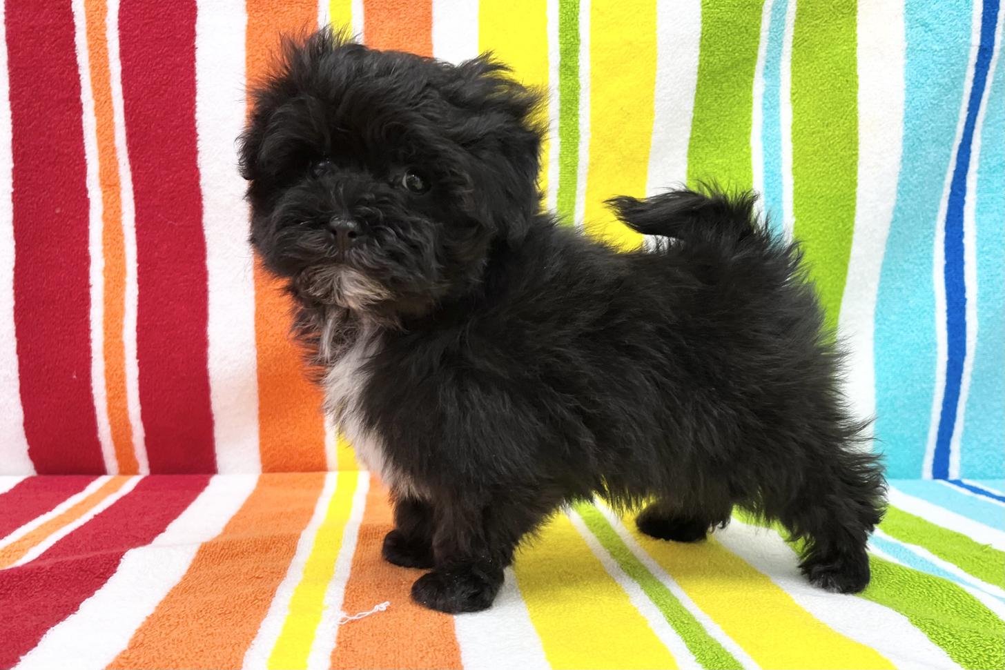 愛知県のマルプー(マルチーズ×プードル) (ハピースペット一宮三条アミーゴ店/2025年12月24日生まれ/男の子/その他色)の子犬の4枚目の画像