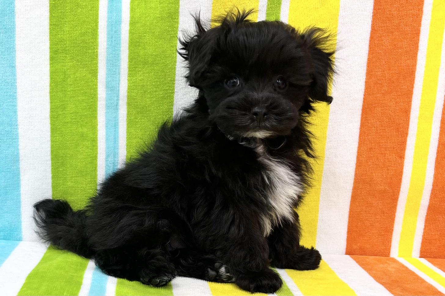 愛知県のマルプー(マルチーズ×プードル) (ハピースペット一宮三条アミーゴ店/2025年12月24日生まれ/男の子/その他色)の子犬の4枚目の画像