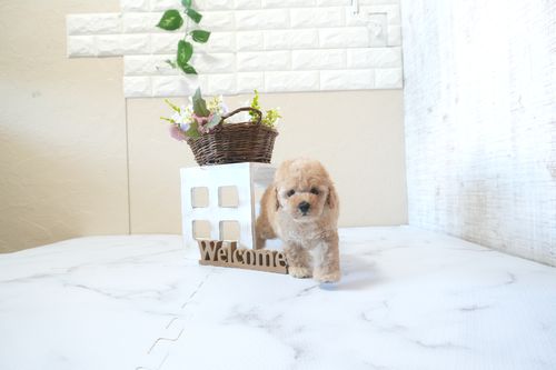 滋賀県のトイプードル(トイ) (いっぷく湖南店/2025年12月24日生まれ/男の子/オレンジフォーン)の子犬の1枚目の画像