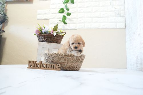 滋賀県のトイプードル(トイ) (いっぷく湖南店/2025年12月24日生まれ/男の子/オレンジフォーン)の子犬の2枚目の画像