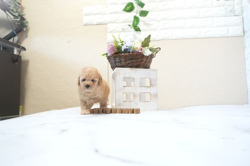 滋賀県のトイプードル(トイ) (いっぷく湖南店/2025年12月24日生まれ/男の子/オレンジフォーン)の子犬の3枚目の画像