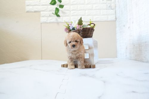 滋賀県のトイプードル(トイ) (いっぷく湖南店/2025年12月24日生まれ/男の子/オレンジフォーン)の子犬の4枚目の画像