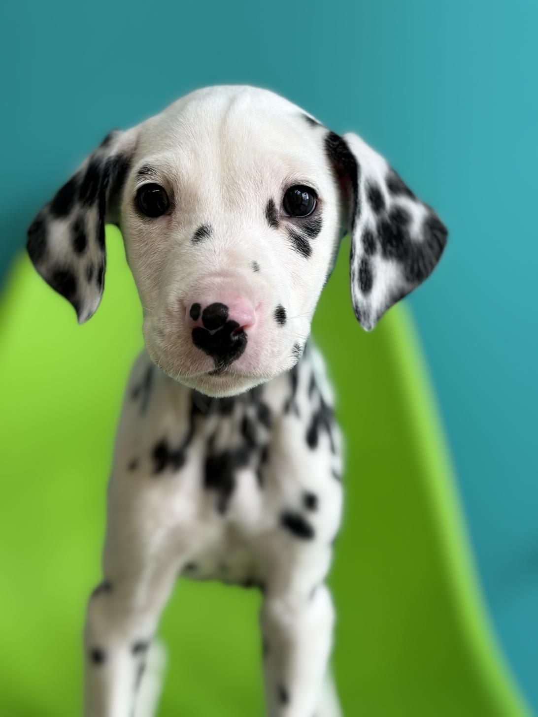 埼玉県のダルメシアン (ペッツスマイル加須インター店/2025年11月11日生まれ/男の子/ホワイトブラック)の子犬の1枚目の画像
