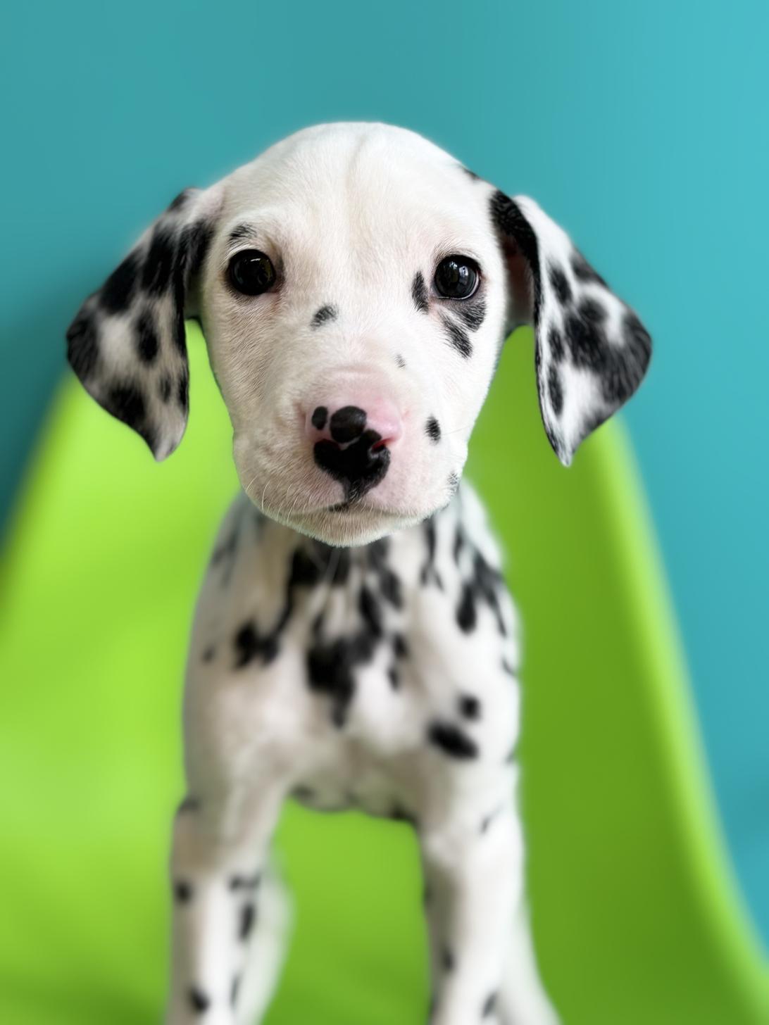 埼玉県のダルメシアン (ペッツスマイル加須インター店/2025年11月11日生まれ/男の子/ホワイトブラック)の子犬の2枚目の画像