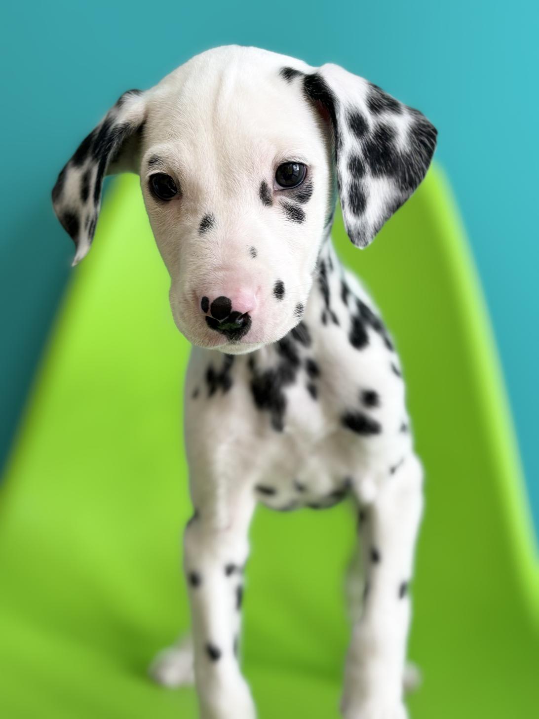 埼玉県のダルメシアン (ペッツスマイル加須インター店/2025年11月11日生まれ/男の子/ホワイトブラック)の子犬の3枚目の画像