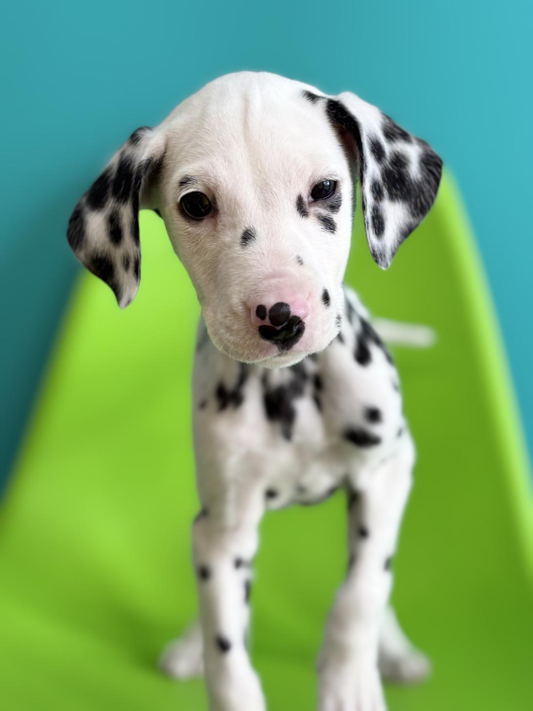 埼玉県のダルメシアン (ペッツスマイル加須インター店/2025年11月11日生まれ/男の子/ホワイトブラック)の子犬の4枚目の画像