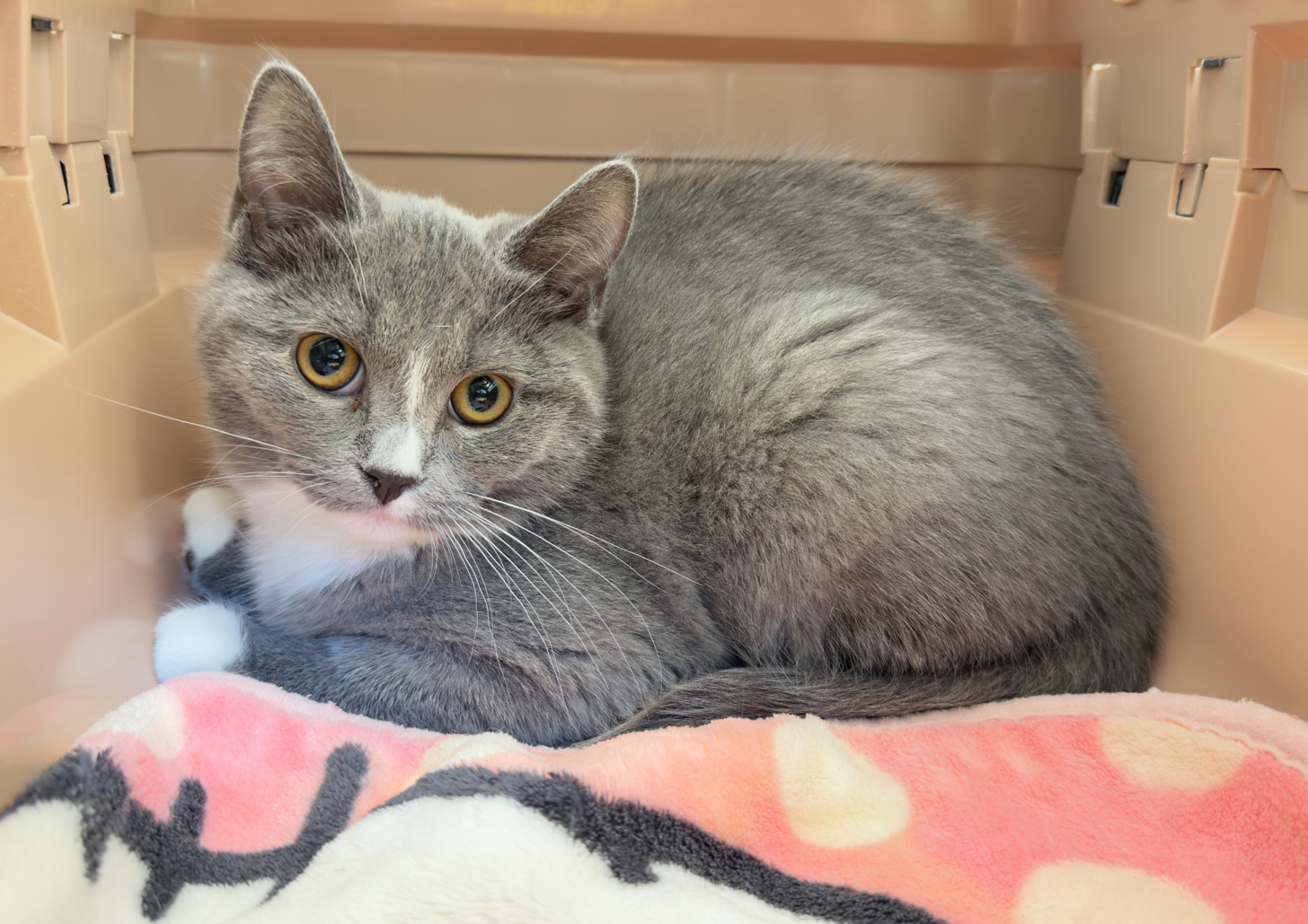 北海道のハーフ猫・ミックス猫 (ペットフェイス大谷地店/2025年12月22日生まれ/女の子/ブルーホワイト)の子猫の1枚目の画像