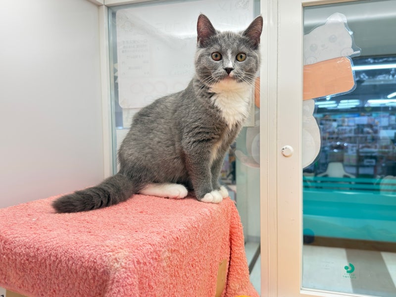 北海道のハーフ猫・ミックス猫 (ペットフェイス大谷地店/2025年12月22日生まれ/女の子/ブルーホワイト)の子猫の2枚目の画像