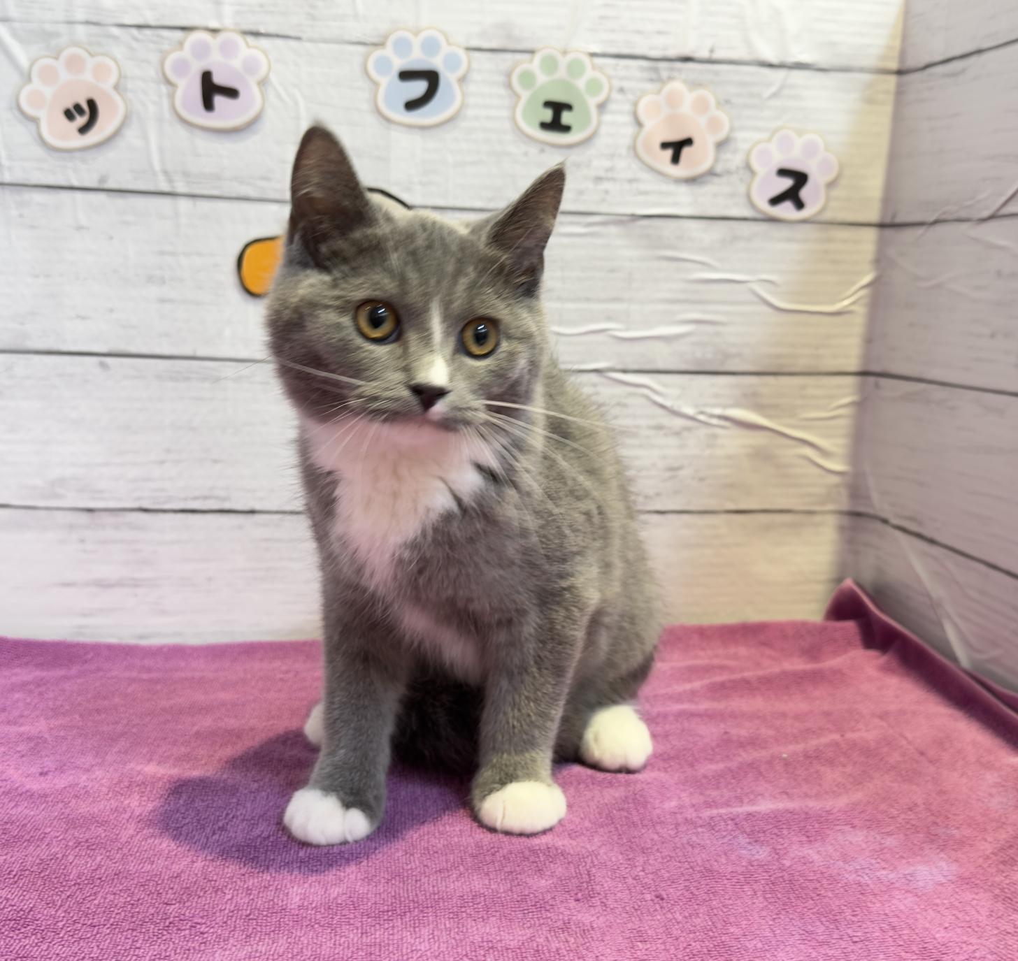 北海道のハーフ猫・ミックス猫 (ペットフェイス大谷地店/2025年12月22日生まれ/女の子/ブルーホワイト)の子猫の3枚目の画像