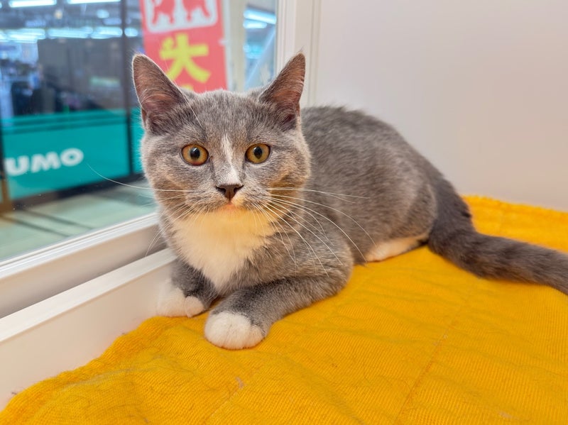 北海道のハーフ猫・ミックス猫 (ペットフェイス大谷地店/2025年12月22日生まれ/女の子/ブルーホワイト)の子猫の4枚目の画像