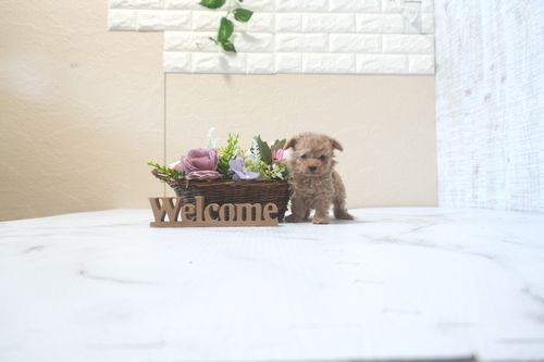 滋賀県のトイプードル(ティーカップ) (いっぷく湖南店/2025年9月16日生まれ/女の子/オレンジフォーン)の子犬の1枚目の画像