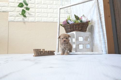 滋賀県のトイプードル(ティーカップ) (いっぷく湖南店/2025年9月16日生まれ/女の子/オレンジフォーン)の子犬の2枚目の画像