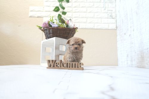 滋賀県のトイプードル(ティーカップ) (いっぷく湖南店/2025年9月16日生まれ/女の子/オレンジフォーン)の子犬の3枚目の画像