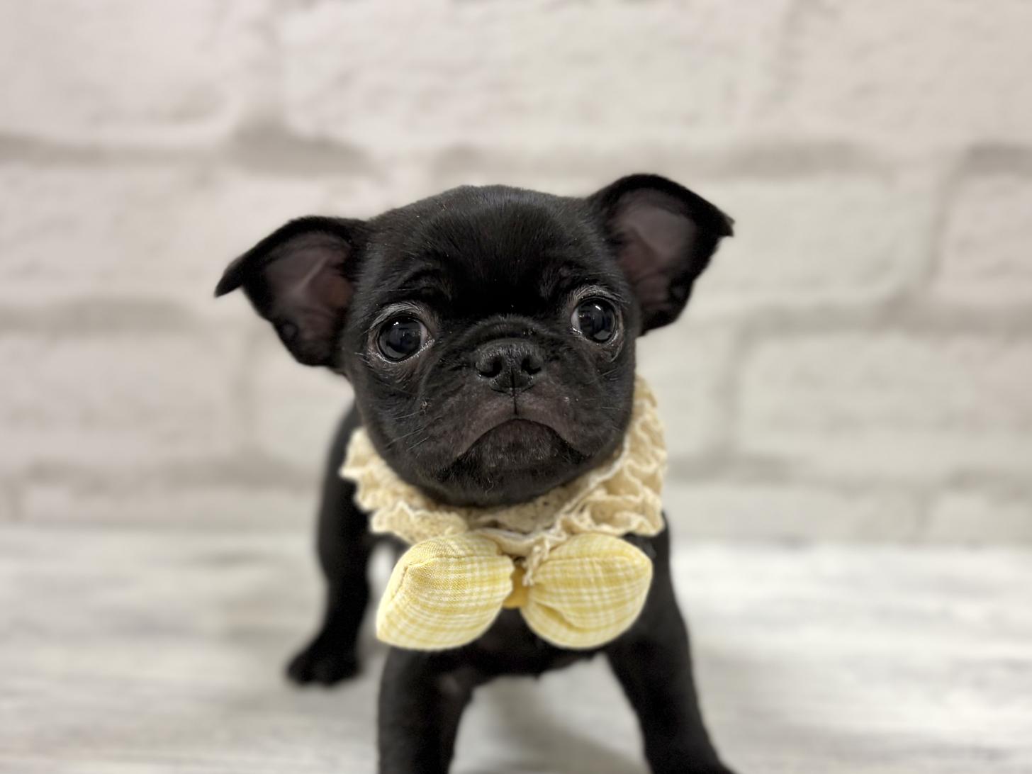神奈川県のチワパグ/パグチー(チワワ×パグ) (ペットアイランド海老名店/2025年12月13日生まれ/男の子/ブラック)の子犬の1枚目の画像