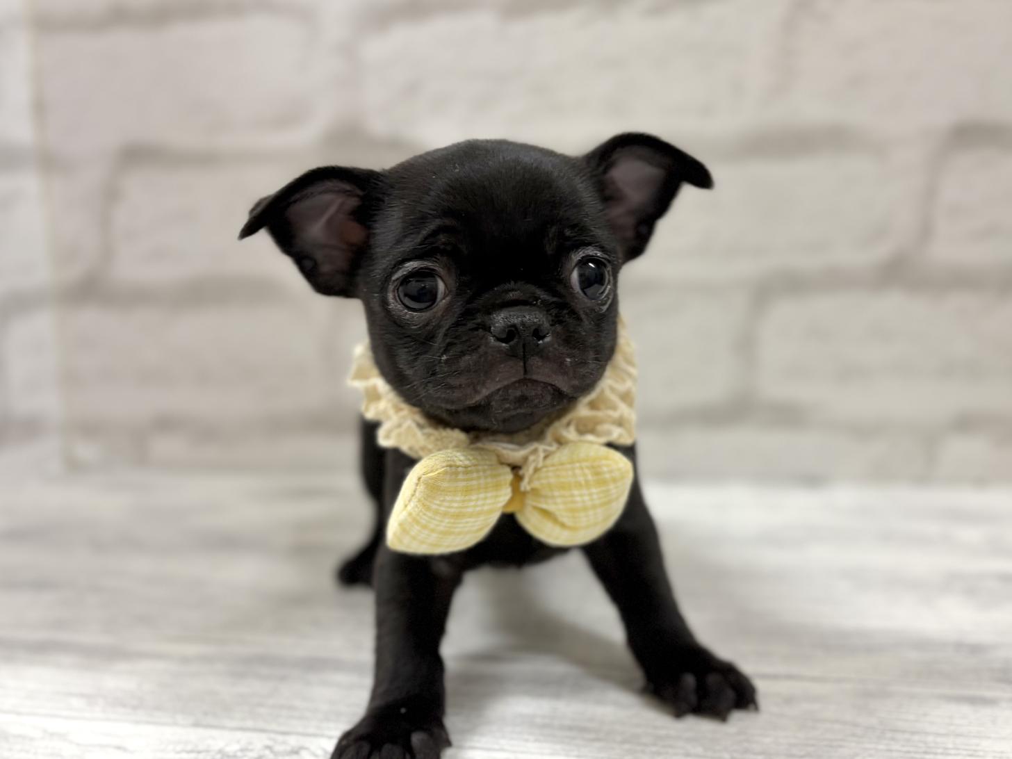 神奈川県のチワパグ/パグチー(チワワ×パグ) (ペットアイランド海老名店/2025年12月13日生まれ/男の子/ブラック)の子犬の2枚目の画像