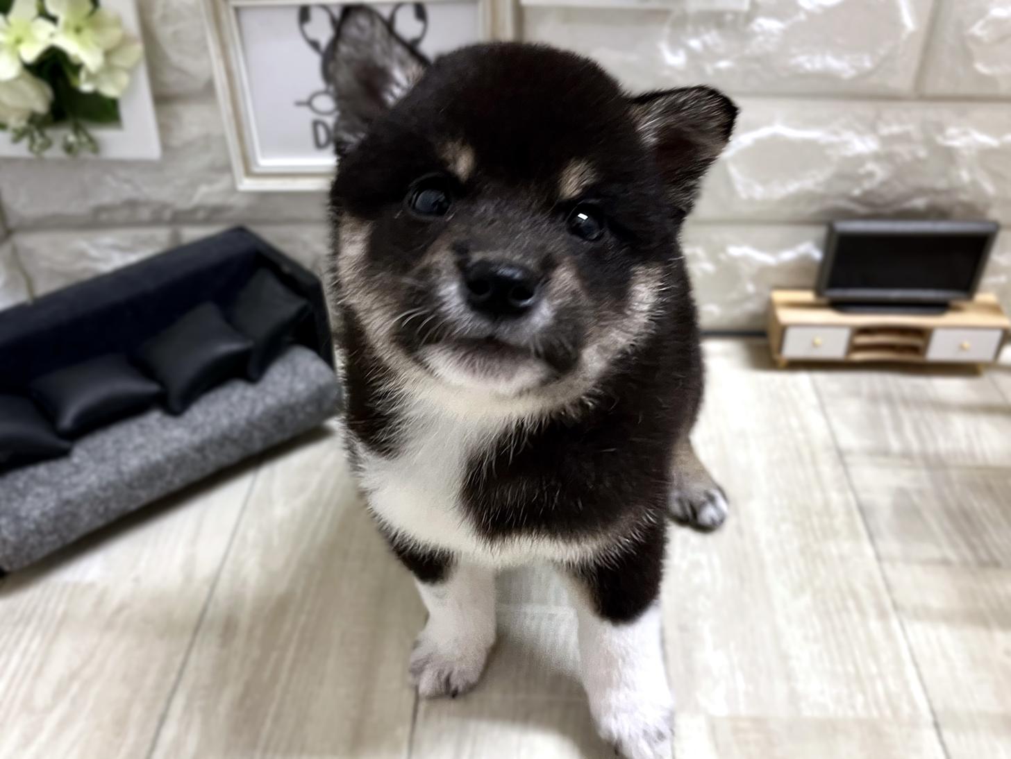 和歌山県の柴犬(標準サイズ) (DOGMAN和歌山店/2026年3月1日生まれ/男の子/黒)の子犬の1枚目の画像