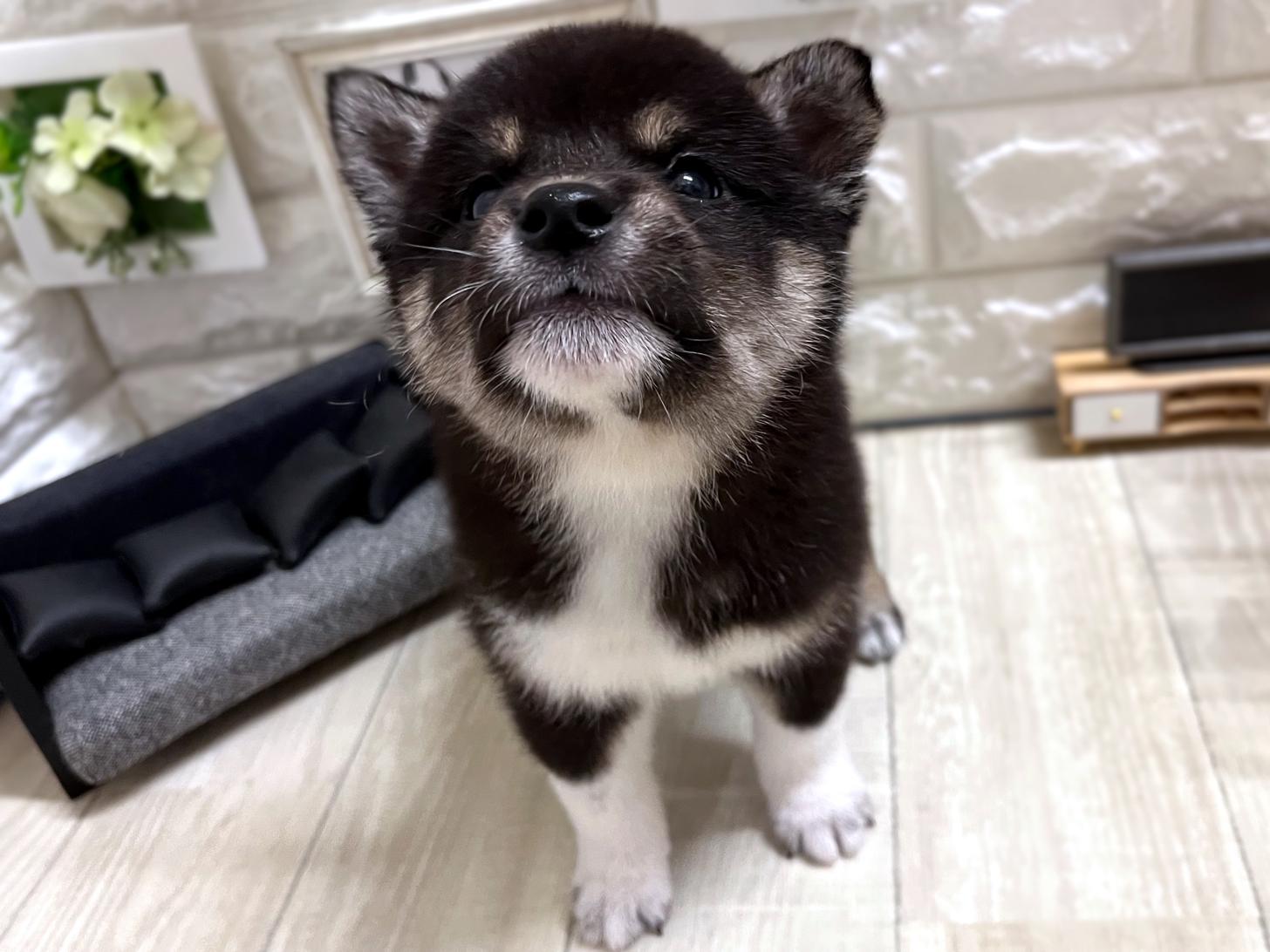 和歌山県の柴犬(標準サイズ) (DOGMAN和歌山店/2026年3月1日生まれ/男の子/黒)の子犬の2枚目の画像