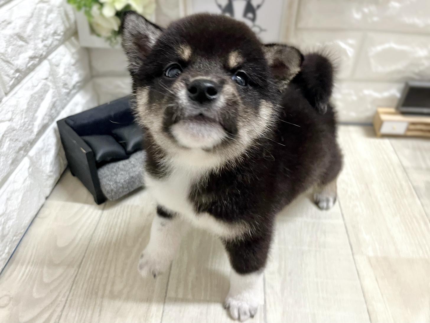 和歌山県の柴犬(標準サイズ) (DOGMAN和歌山店/2026年3月1日生まれ/男の子/黒)の子犬の3枚目の画像