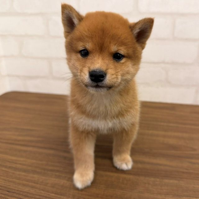 東京都の豆柴 (ペッツコンシェルMitteN府中店/2026年3月12日生まれ/男の子/赤)の子犬