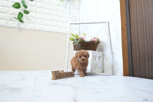 滋賀県のトイプードル(タイニー) (いっぷく湖南店/2026年2月21日生まれ/女の子/レッドフォーン)の子犬の1枚目の画像