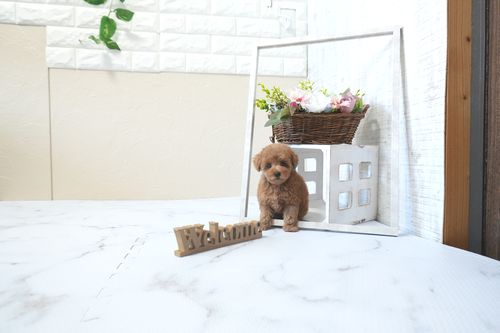 滋賀県のトイプードル(タイニー) (いっぷく湖南店/2026年2月21日生まれ/女の子/レッドフォーン)の子犬の2枚目の画像