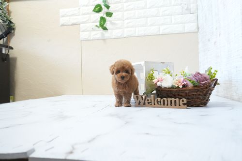 滋賀県のトイプードル(タイニー) (いっぷく湖南店/2026年2月21日生まれ/女の子/レッドフォーン)の子犬の3枚目の画像