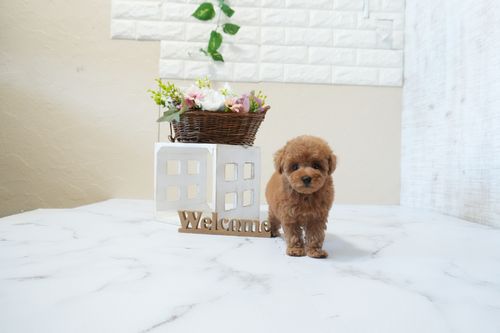 滋賀県のトイプードル(タイニー) (いっぷく湖南店/2026年2月21日生まれ/女の子/レッドフォーン)の子犬の4枚目の画像