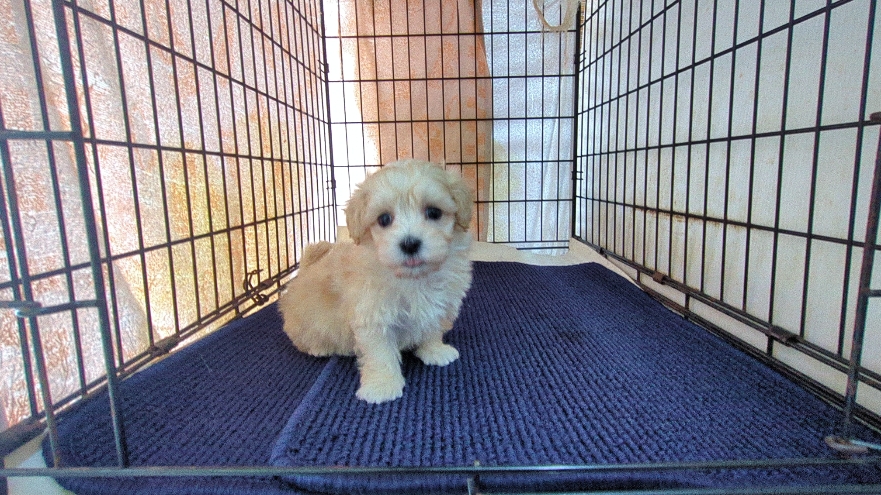 茨城県のマルプー(マルチーズ×プードル) (ペットショップスズキ/2026年3月6日生まれ/男の子/クリームホワイト)の子犬