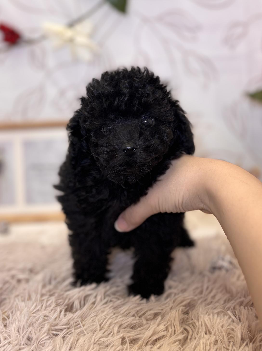 北海道のトイプードル(トイ) (ラブワンコ平岸店/2025年9月7日生まれ/男の子/ブラック)の子犬