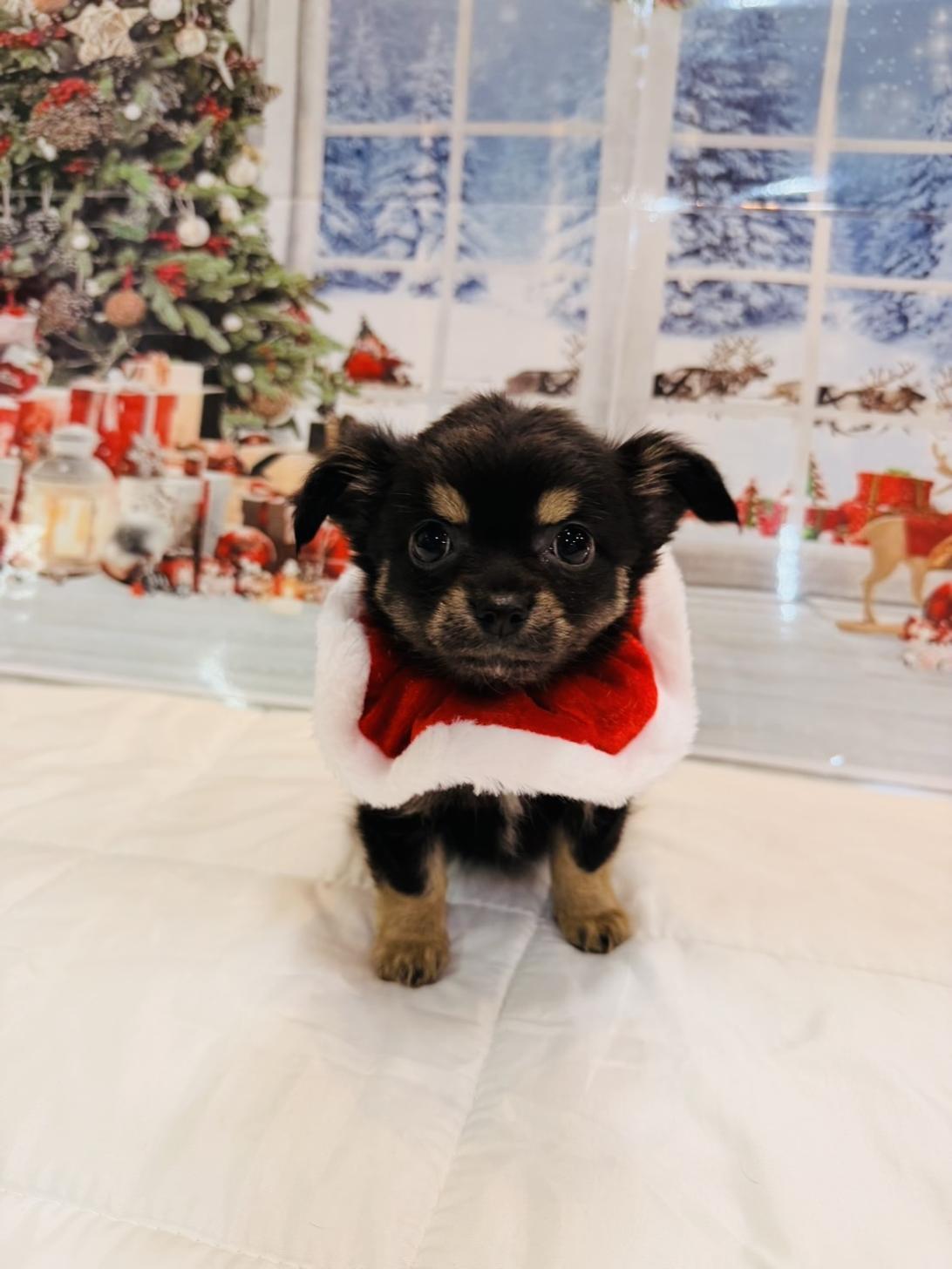 福岡県のチワワ(ロング) (スタードッグス大牟田店/2025年9月7日生まれ/女の子/ブラックタンホワイト)の子犬