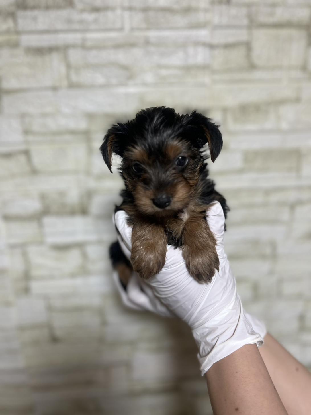 埼玉県のヨークシャーテリア (ペッツスマイル加須インター店/2026年2月3日生まれ/女の子/スチールブルータン)の子犬