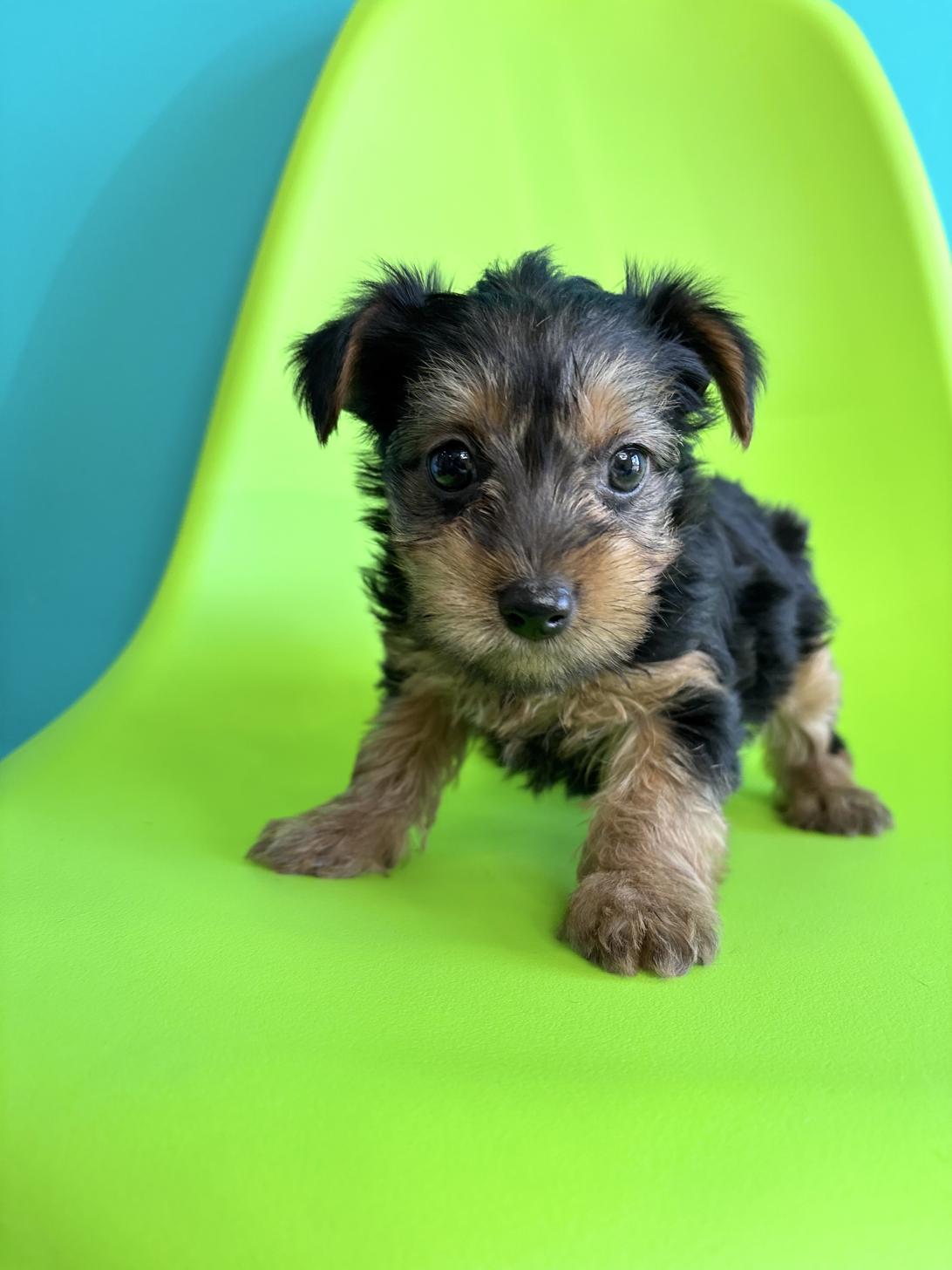 埼玉県のヨークシャーテリア (ペッツスマイル加須インター店/2026年2月3日生まれ/女の子/スチールブルータン)の子犬の1枚目の画像