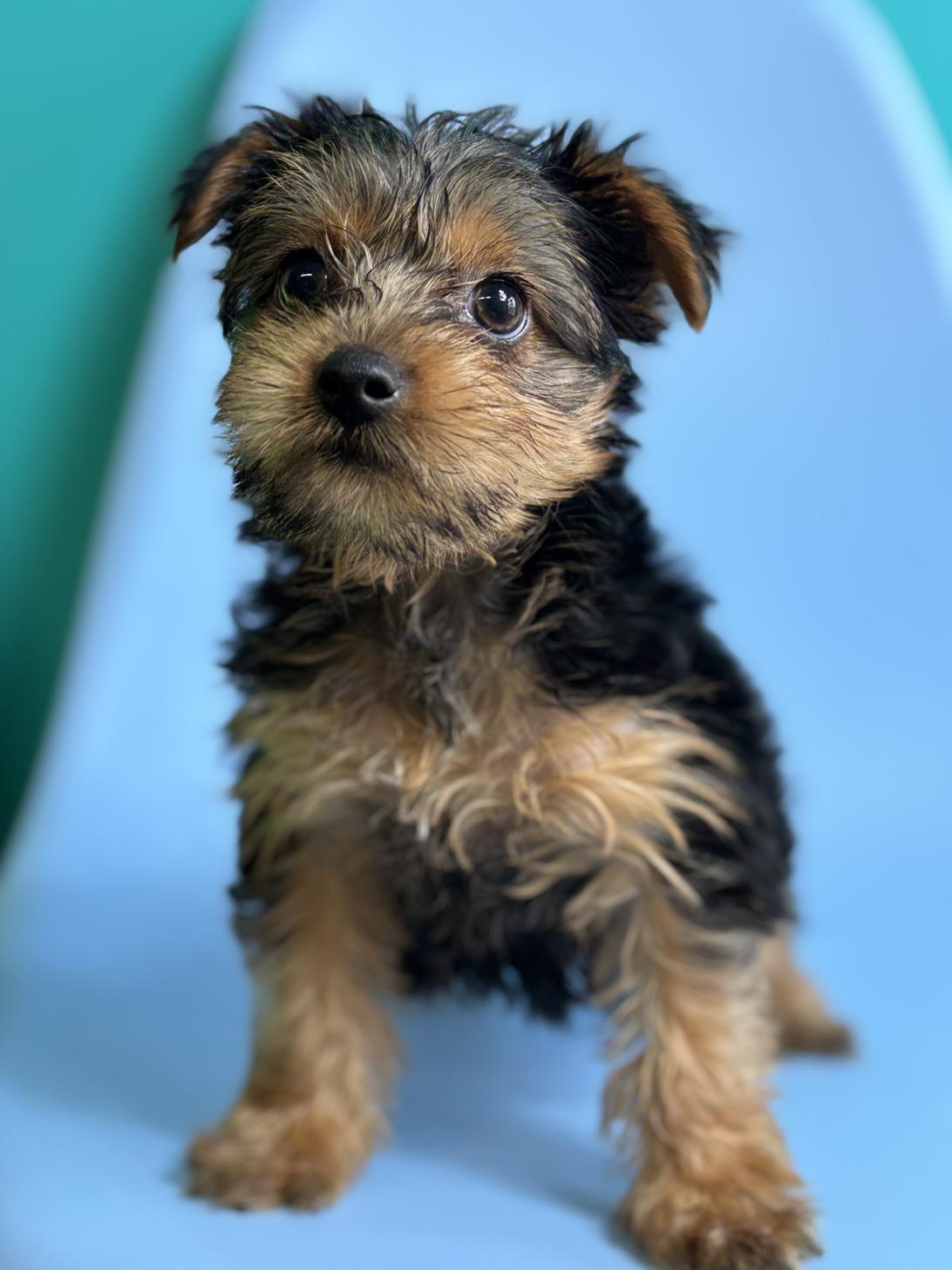 埼玉県のヨークシャーテリア (ペッツスマイル加須インター店/2026年2月3日生まれ/女の子/スチールブルータン)の子犬の1枚目の画像