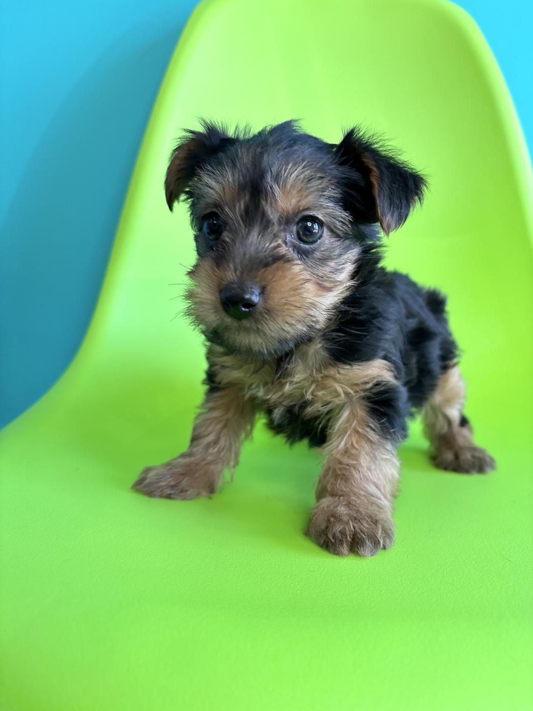 埼玉県のヨークシャーテリア (ペッツスマイル加須インター店/2026年2月3日生まれ/女の子/スチールブルータン)の子犬の2枚目の画像