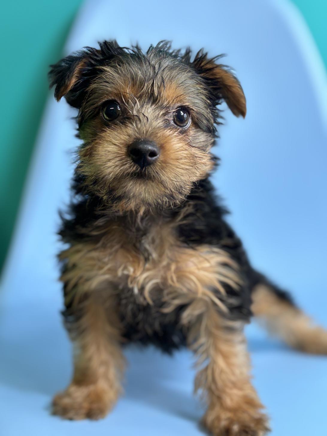 埼玉県のヨークシャーテリア (ペッツスマイル加須インター店/2026年2月3日生まれ/女の子/スチールブルータン)の子犬の2枚目の画像