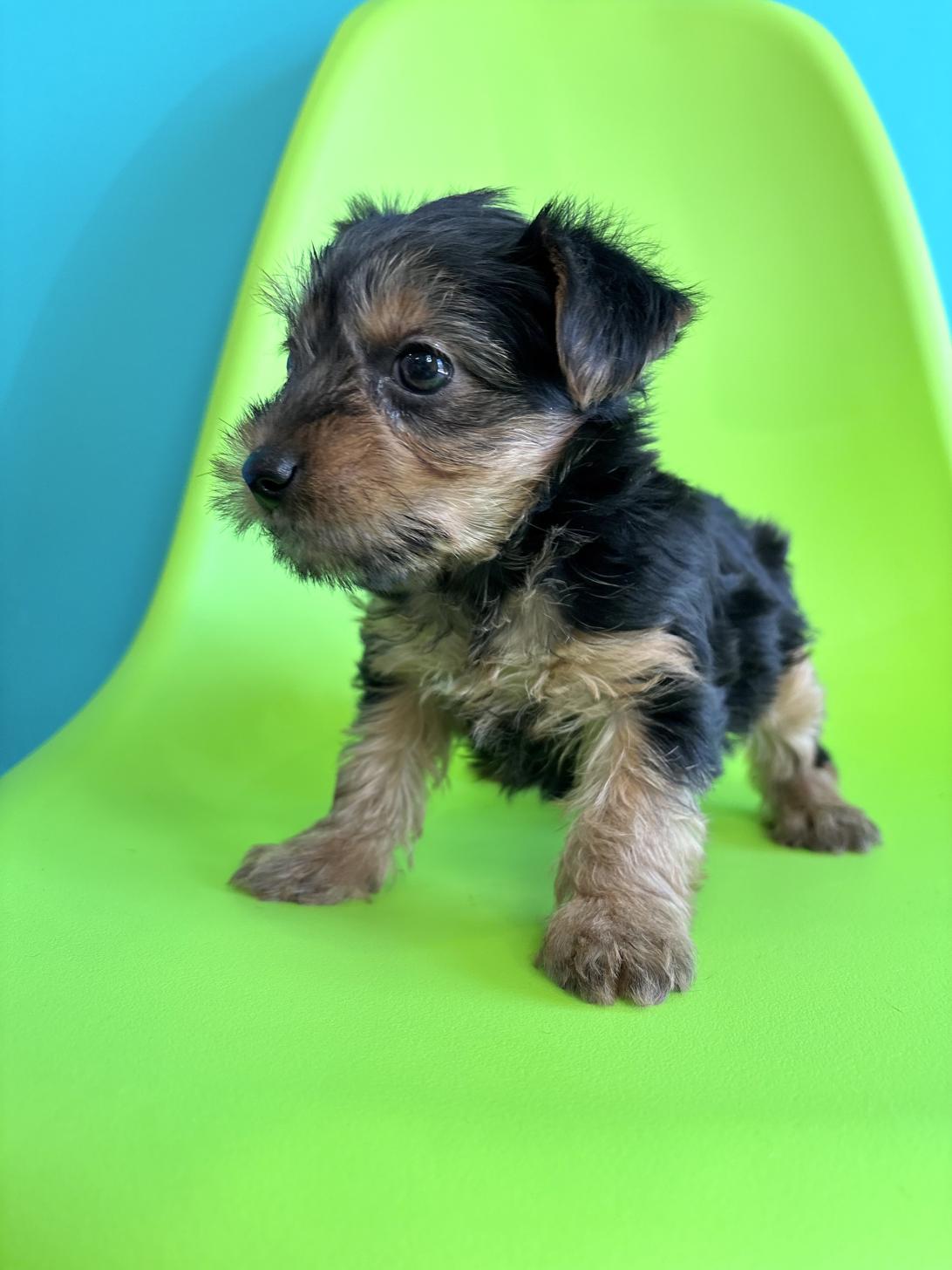 埼玉県のヨークシャーテリア (ペッツスマイル加須インター店/2026年2月3日生まれ/女の子/スチールブルータン)の子犬の3枚目の画像