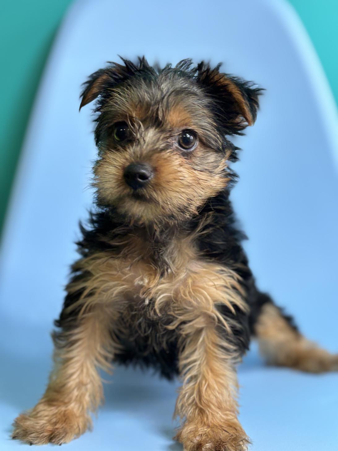 埼玉県のヨークシャーテリア (ペッツスマイル加須インター店/2026年2月3日生まれ/女の子/スチールブルータン)の子犬の3枚目の画像