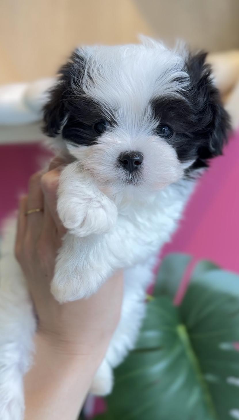 埼玉県のマルプー(マルチーズ×プードル) (PET SHOP Tiny tales/2025年11月22日生まれ/男の子/パーティーカラー)の子犬の1枚目の画像