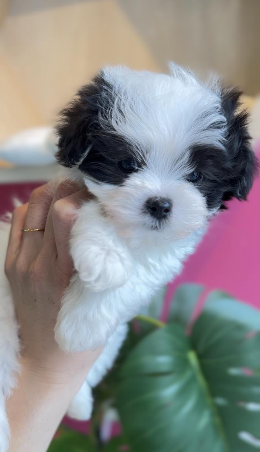 埼玉県のマルプー(マルチーズ×プードル) (PET SHOP Tiny tales/2025年11月22日生まれ/男の子/パーティーカラー)の子犬の2枚目の画像