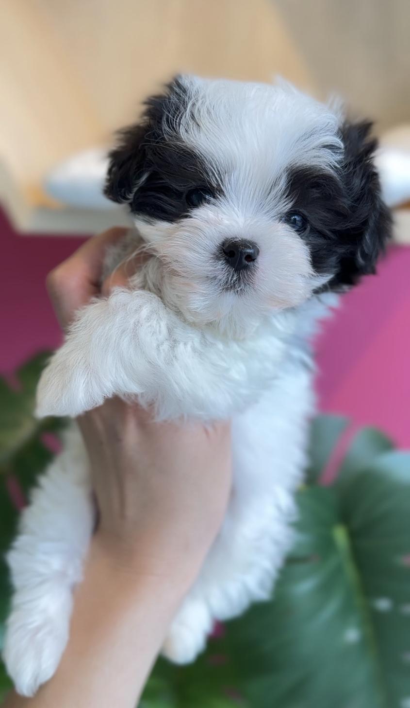 埼玉県のマルプー(マルチーズ×プードル) (PET SHOP Tiny tales/2025年11月22日生まれ/男の子/パーティーカラー)の子犬の3枚目の画像