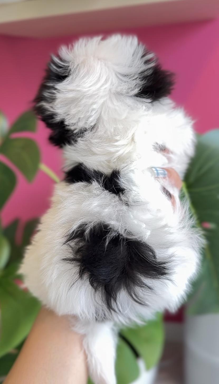 埼玉県のマルプー(マルチーズ×プードル) (PET SHOP Tiny tales/2025年11月22日生まれ/男の子/パーティーカラー)の子犬の4枚目の画像