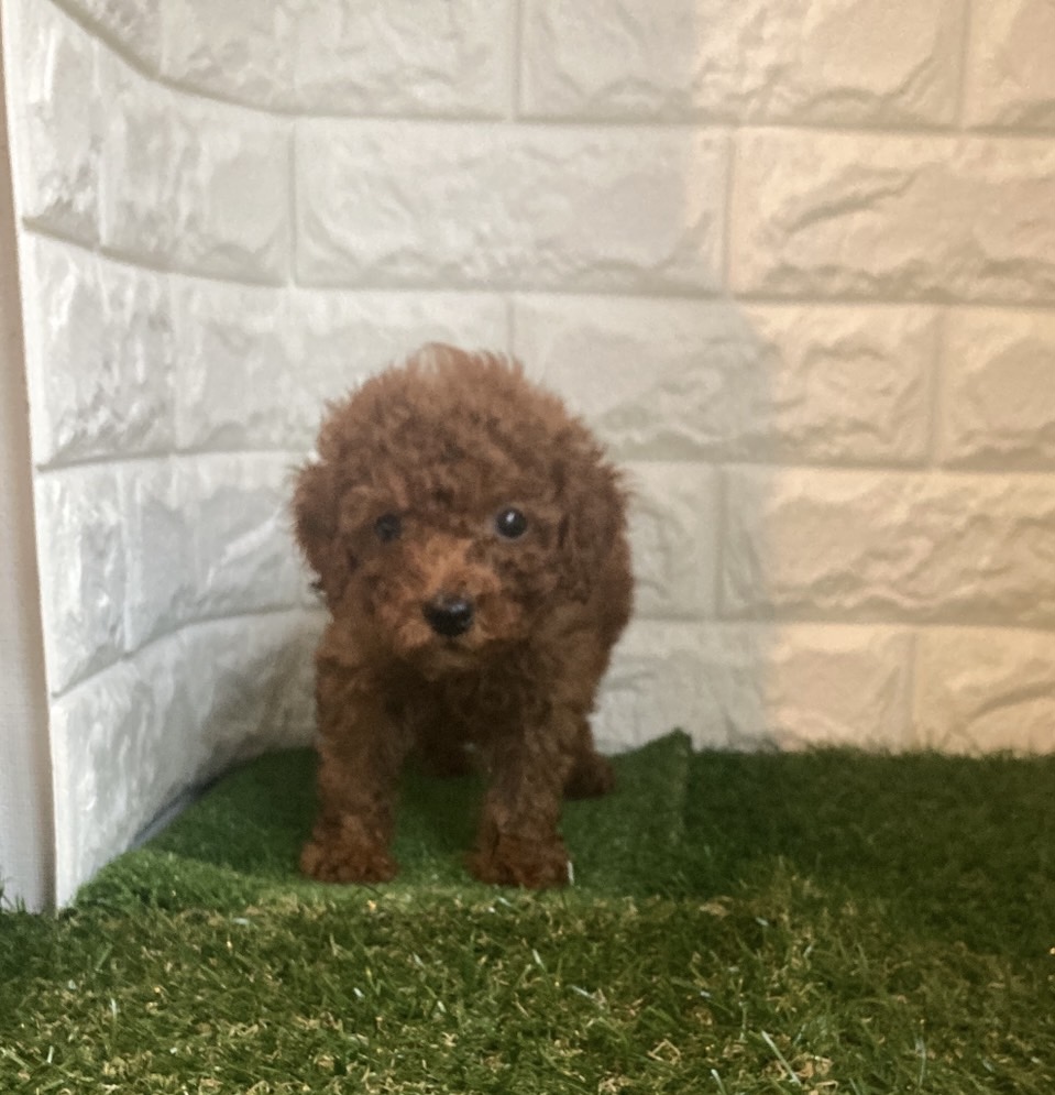 東京都のトイプードル(トイ) (ペットショップcoco東京港区店/2025年8月17日生まれ/男の子/レッド)の子犬